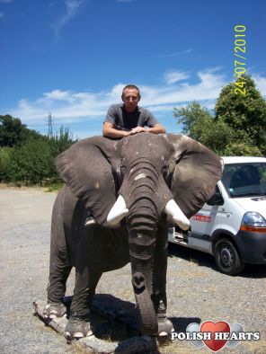 DZIKIE SLONIE W OKOLICY st TROPEZ